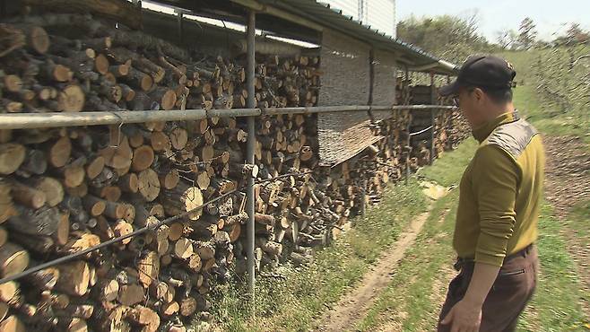 사과나무를 새로 심지는 못하고, 말라 죽은 나무만 베어 내 쌓아놓다 보니 거대한 장작더미가 됐다.