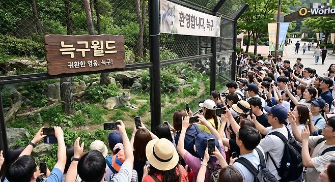 대전오월드가 늑구를 보기 위한 관람객들로 붐빌 것으로 예상된다. 이미지는 AI로 만든 가상의 대전오월드 사파리.