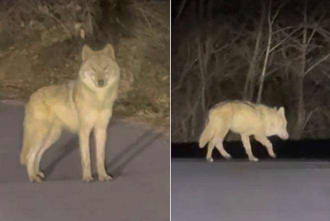 지난 8일 대전 오월드를 탈출한 늑대 '늑구' 모습. 시민 제보