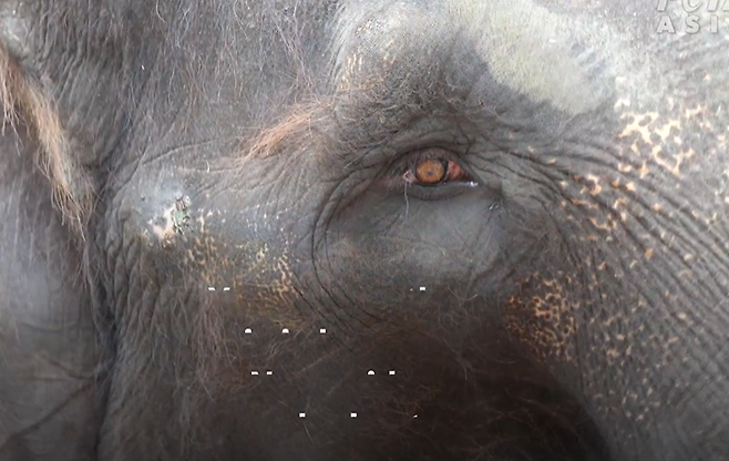 인도네시아 발리의 한 코끼리 타기 관광지에서 사육하는 코끼리 얼굴에 상처가 가득하다.[PETA 홈페이지 갈무리]