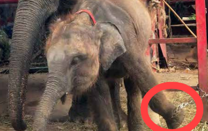 태국의 한 새끼 코끼리의 발이 쇠사슬에 묶여 있다.[WAP 보고서 갈무리]