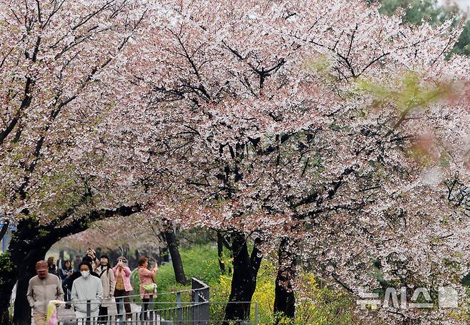 [서울=뉴시스] 김진아 기자 = 봄비가 내린 지난 10일 서울 여의도 윤중로 벚나무에 벚꽃잎이 떨어지고 있다. 2026.04.10. bluesoda@newsis.com
