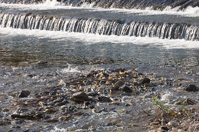 양양 남대천에 소상한 황어 떼가 장관을 이루고 있는 모습. 양양군 제공