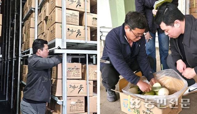 6일 경남 창녕지역 저장창고에서 서울 가락시장 도매시장법인 대아청과 경매사가 보관 중인 겨울무 품위를 살피고 있다.