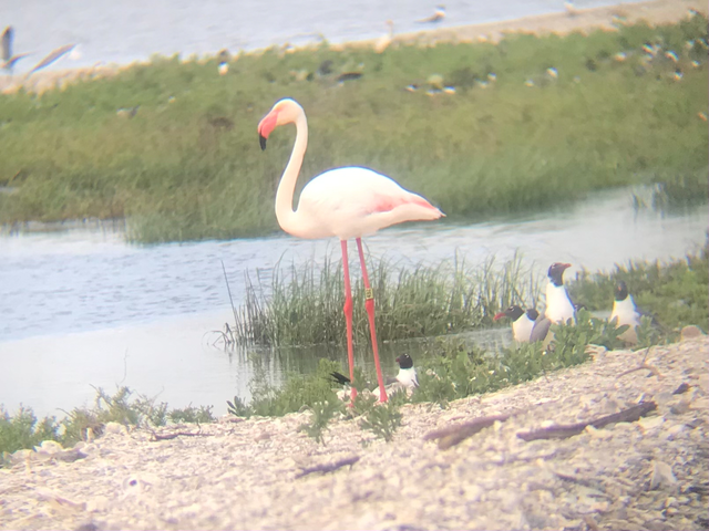2021년 미국 텍사스주 라바카만에서 목격된 핑크 플로이드. 텍사스 공원과야생동물부 엑스(X)