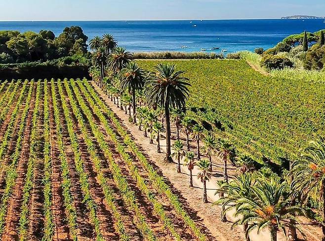 야자수가 자라는 프로방스 포도밭 풍경. 뱅드프로방스