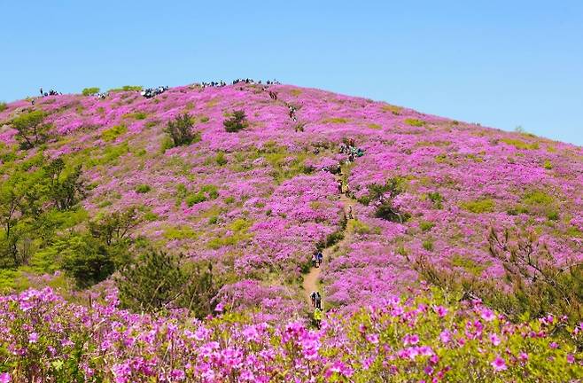 전국 최대 규모로 꼽히는 일림산 철쭉 군락