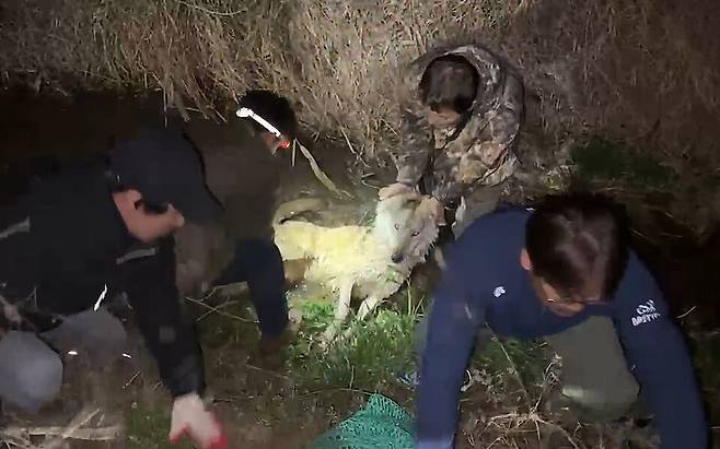 대전 오월드를 탈출한 늑대 '늑구'가 탈출 9일 만인 17일 0시 44분께 대전 중구 안영동 안영IC 인근에서 포획됐다. ⓒ대전시 제공