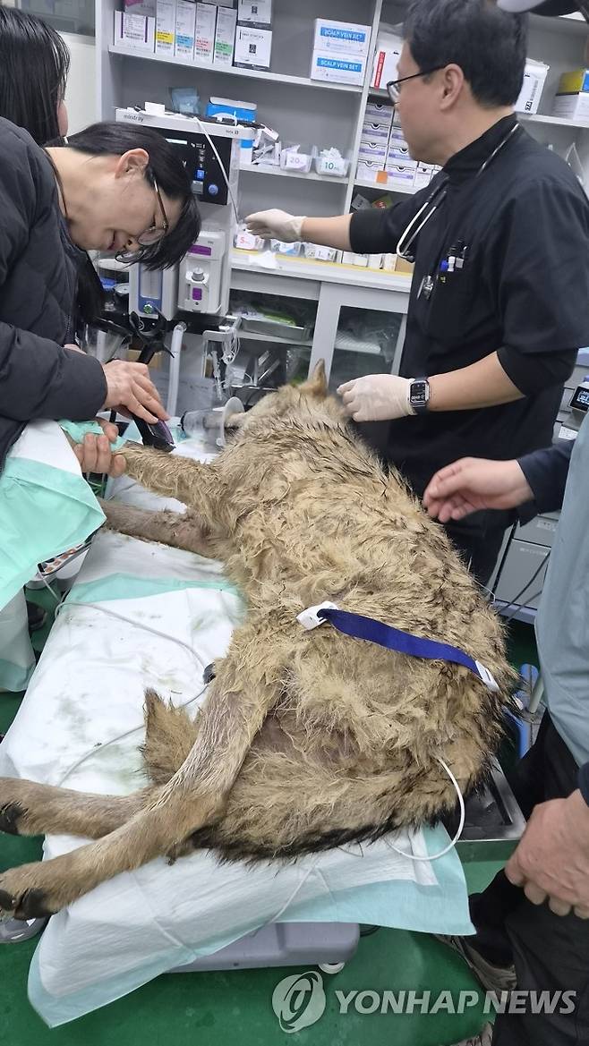 대전 오월드 탈출한 '늑구' 안전히 생포 (대전=연합뉴스) 17일 오전 대전 중구 사정동 대전 오월드에서 수의사 등 오월드 관계자들이 마취총을 맞은 늑대, 늑구의 상태를 살피고 있다. 
    늑구는 지난 8일 대전 오월드에서 탈출한 뒤  열흘만에 생포됐다. 2026.4.17 [대전시 제공. 재판매 및 DB 금지] coolee@yna.co.kr