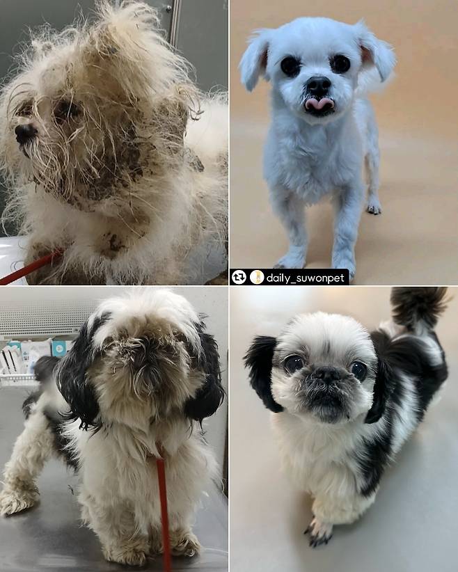 누네와 띠네의 구조 당시 모습과 미용 후 모습(독자 제공) ⓒ 뉴스1