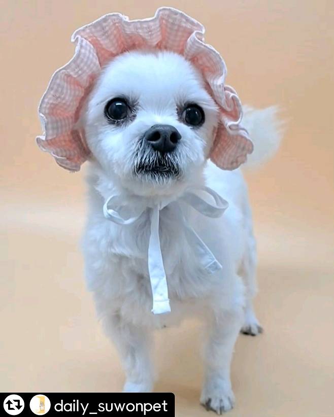 모자 쓴 누네의 사랑스러운 모습(독자 제공) ⓒ 뉴스1