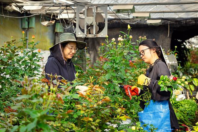 지난 7일 경기도의 한 장미 농장 비닐하우스에서 본지 조유미 기자(오른쪽)가 농장주 이수정씨와 함께 꽃을 수확하고 있다. /이건송 영상미디어 기자