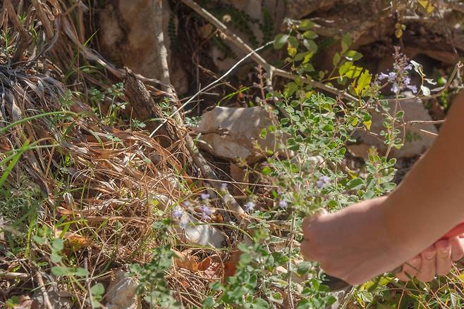 봄철 산나물 채취가 늘면서 독초를 산나물로 오인해 섭취하는 사례가 이어지자 식품의약품안전처가 각별한 주의를 당부했다. 사진=게티이미지뱅크