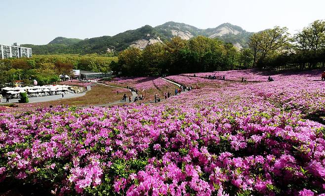 2024년 4월18일 당시 만개한 불암산 힐링타운 철쭉 모습. [사진 노원구청]