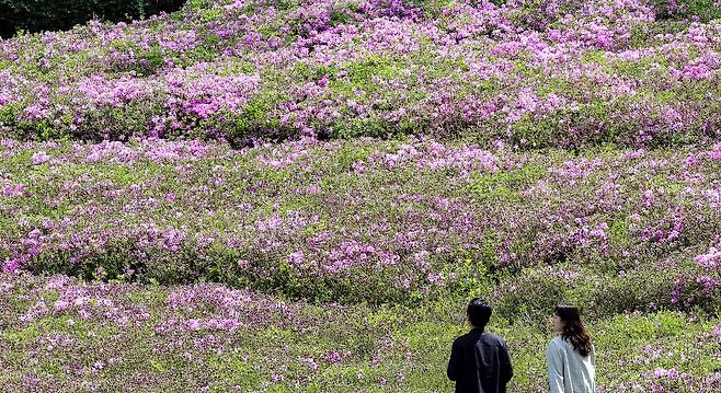 지난 16일 불암산 힐링공원 철쭉 상황. 주최측은 이번 주말은 70%정도 피고 다음 주 절정을 이룰것으로 예상했다. 강정현 기자
