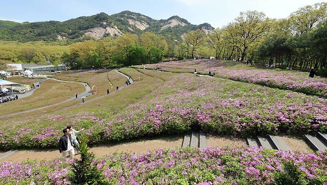 2026 불암산 철쭉제가 개막한 지난 16일 불암산 힐링공원 철쭉 모습. 주최측은 다음주 초 만개를 예상했다. 강정현 기자