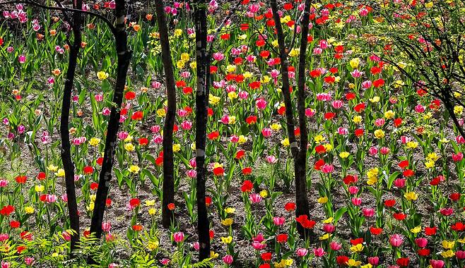 16일 불암산 힐링공원 계곡 옆 튤립. 강정현 기자