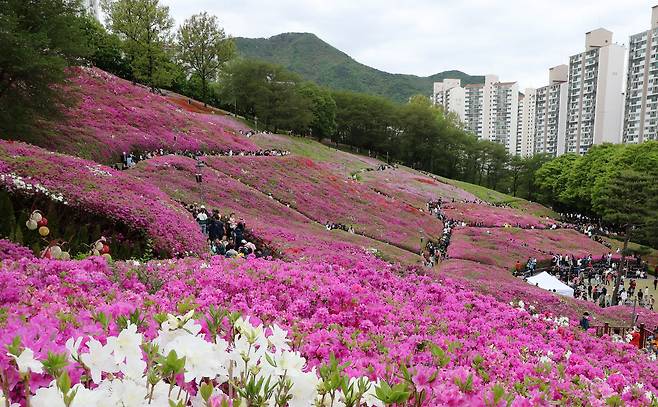 2024년 4월. 만개한 군포 철쭉동산 모습. [사진 군포시청]