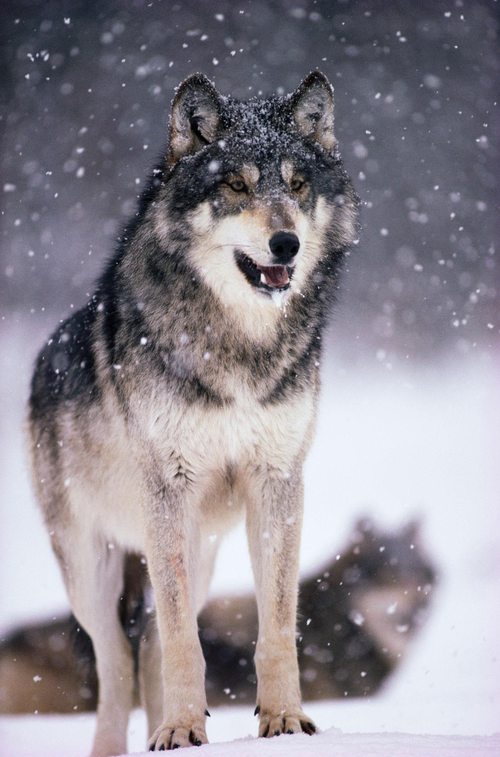 미국의 야생늑대