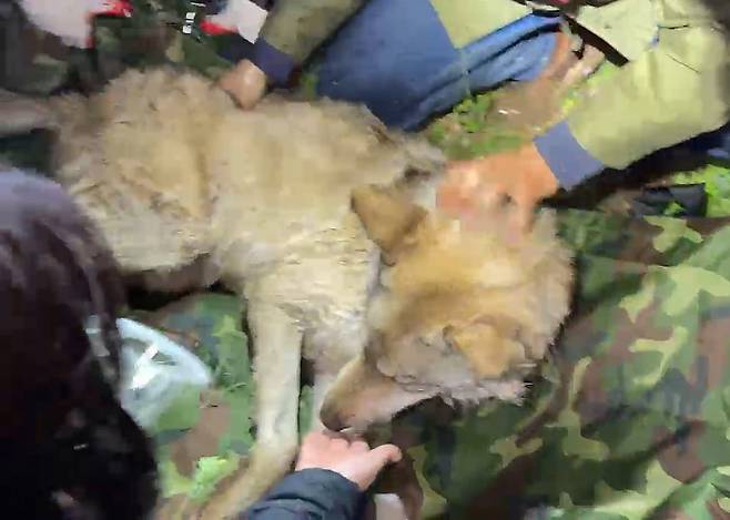 대전 오월드를 탈출한 늑대 ‘늑구’가 탈출 9일 만인 17일 0시44분께 대전 중구 안영동 안영IC 인근에서 포획됐다. [대전시]