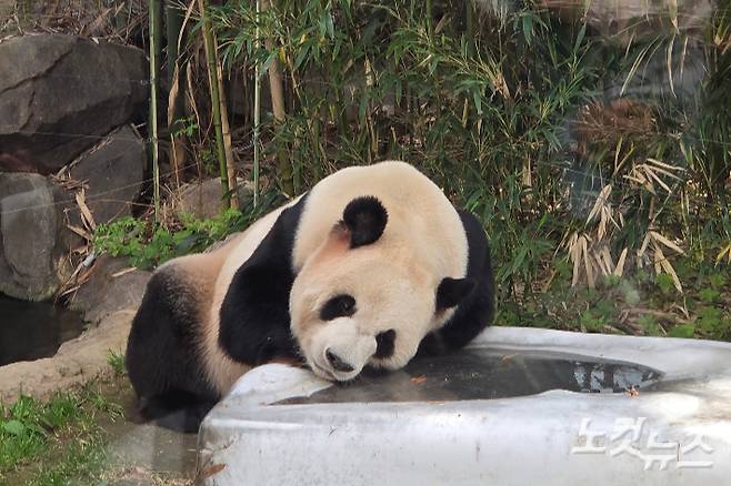 에버랜드 판다월드에서 푸바오 아빠 러바오가 휴식을 취하고 있다. 곽인숙 기자