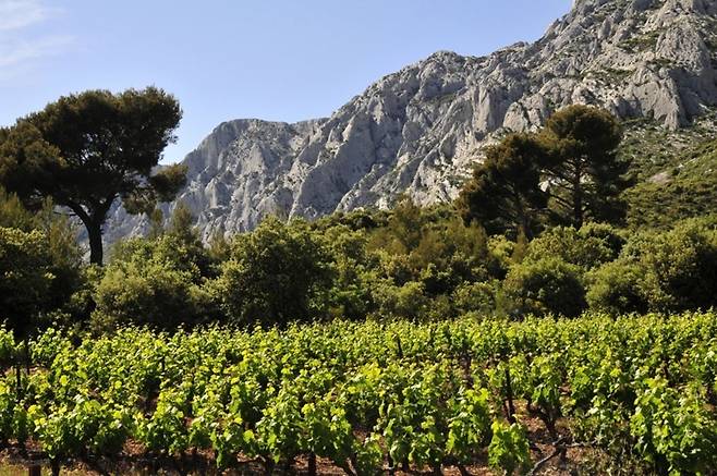 생트 빅투아르 포도밭. 프로방스와인협회
