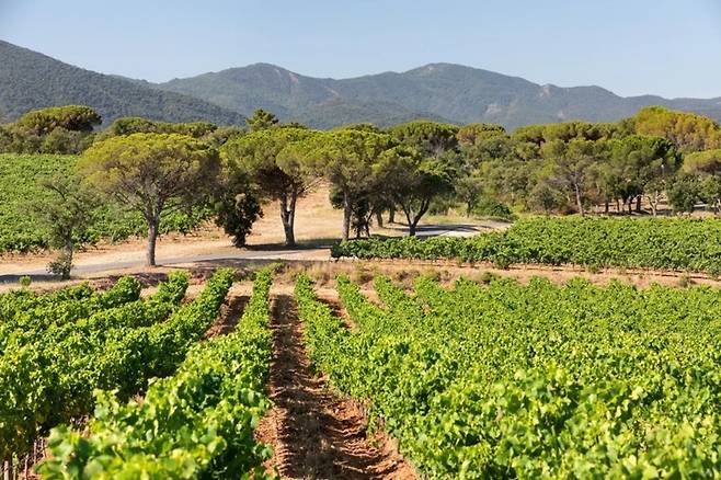 노트르담 데 장쥬 포도밭. 프로방스와인협회