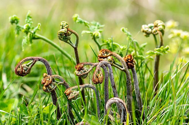 새순은 식감이 부드럽고 맛이 좋아 찾는 이들이 많다. 클립아트코리아 제공