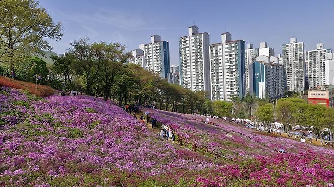 철쭉군락 사이에서 사진찍기에 여념이 없는 시민들  : 사진 = 손대선 기자