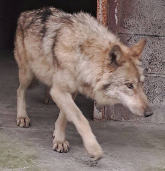 포획 후 회복과정에 있는 늑구 모습. 사진제공은 오월드