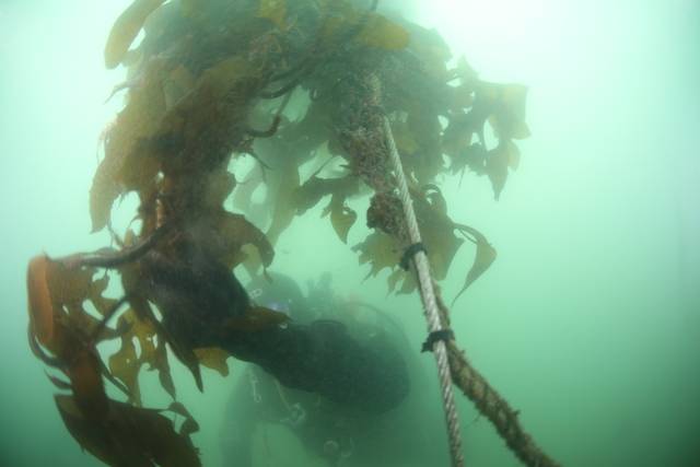 울산 당사동 우가 앞바다에서 로프에 이식된 해조류 종자가 활발히 성장하며 풍성한 생육을 보이고 있다.