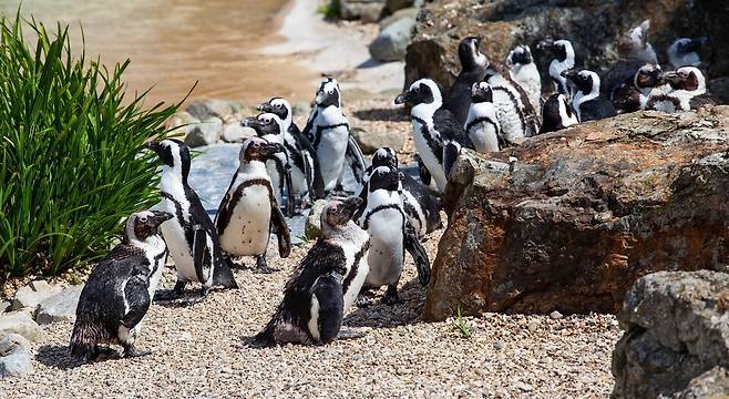 (사진 Pixabay)/뉴스펭귄