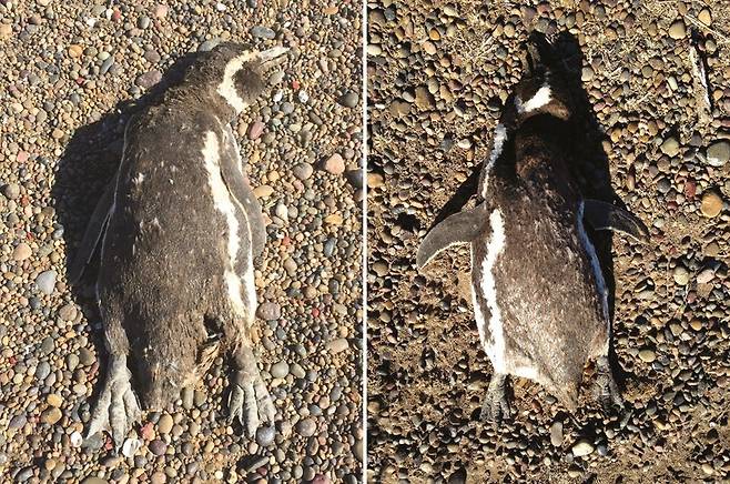 열을 방출하려는 자세로 발견된 마젤란펭귄. (사진 Holt & Boersma, 2022, Ornithological Applications, DOI: duab052)/뉴스펭귄