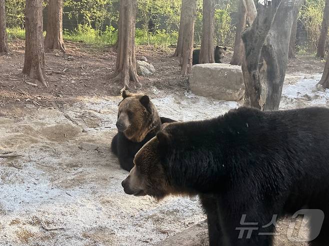 유라시아 불곰ⓒ 뉴스1 윤슬빈 관광전문기자