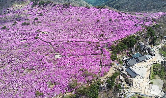 19일 대구 달성군 비슬산 대견사 인근 참꽃군락지에 곱게 핀 참꽃이 절정을 이룬 가운데 휴일을 맞은 시민들의 발길이 줄을 잇고 있다. 달성문화재단은 달성군을 대표하는 봄 축제인 '제30회 비슬산 참꽃문화제'를 17~19일 국립대구과학관 광장과 비슬산 일원에서 개최했다. 2026.4.19 ⓒ 뉴스1 공정식 기자