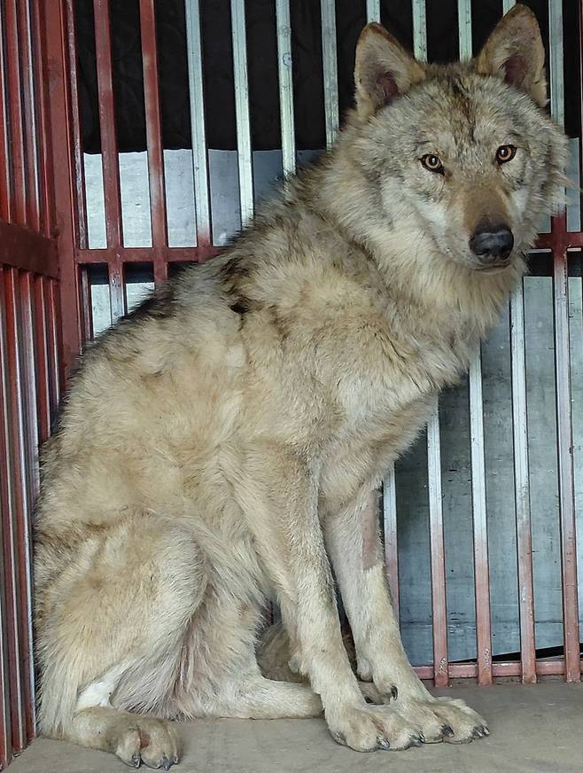 늑구. 오월드 제공