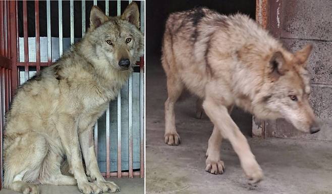 17일 대전 중구 오월드에서 탈출한 늑대 '늑구'가 외부 의료기관에서 치료를 받고 회복중인 모습. 늑구는 지난 8일 오전 9시 30분께 오월드 사파리 내 철조망 아래를 파고 탈출해 10일 만인 17일 오전 0시 44분께 마취총을 이용해 최종 포획에 성공해 시설로 돌아왔다.(대전시 제공. 재판매 및 DB금지) 2026.4.17 ⓒ 뉴스1 /사진=뉴스1