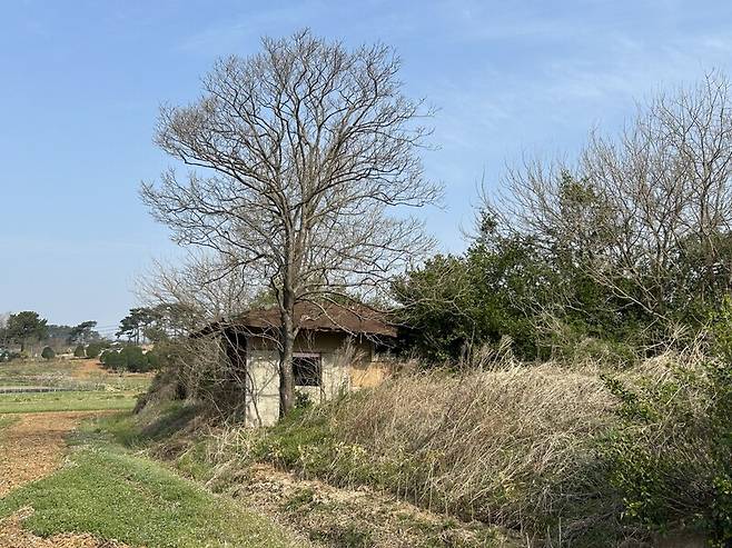 토종 감이 열리는 빈집의 감나무. 하명희 제공