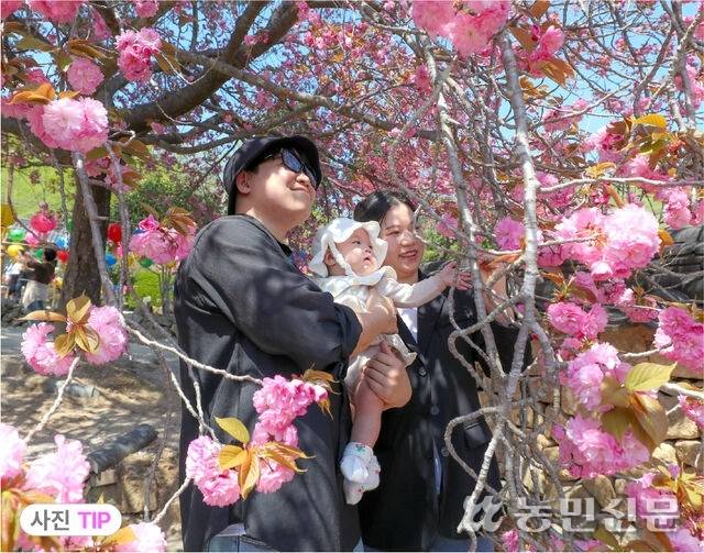 겹벚꽃 앞에 가만히 서 있기보단 꽃을 바라보거나 꽃에 손을 뻗는 자연스러운 자세를 취한다. 사진=백승철 프리랜서 기자