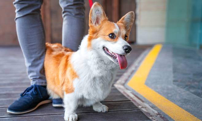 2025년 반려동물양육 가구의 평균 치료비는 146만3000원으로, 2023년(78만7000원)의 두 배로 증가했다.&nbsp;게티이미지뱅크