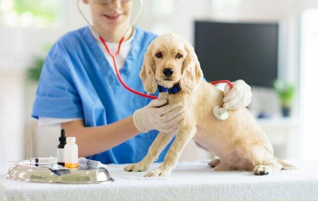 현재 국내에서 3가구 중 한 가구가 반려동물을 기르고 있다. 게티이미지뱅크