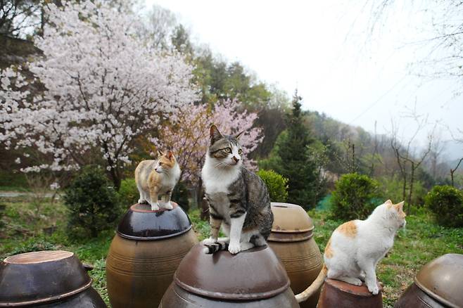 고양이들이 즐겨 머무르는 다래나무집 장독대 옆에 벚꽃이 활짝 피어 있어 운치를 더한다. ⓒ이용한 제공