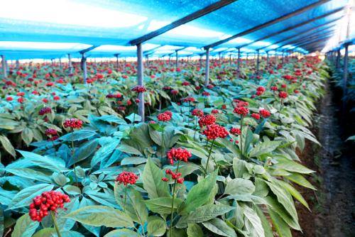 ◇강원 인삼 농가