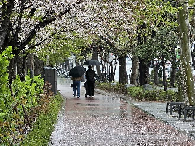 9일 오후 서울 영등포구 여의나루역 인근에 내린 봄비로 벚꽃이 떨어진 가운데 부부가 우산을 쓰고 걷고 있다. 2026.4.9 ⓒ 뉴스1 황덕현 기후환경전문기자