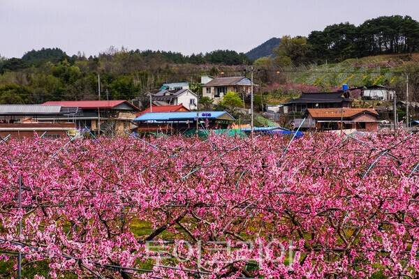 복숭아꽃으로 덮힌 앞섬마을 전경 / 사진_투어코리아 유지훈 기자