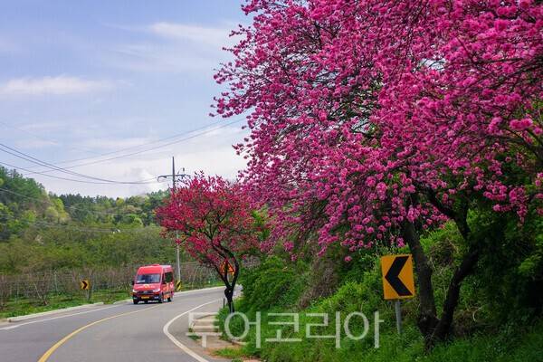 앞섬에서 뒷섬으로 가는 길에 홍도화가 핀 모습 / 사진_투어코리아 유지훈 기자