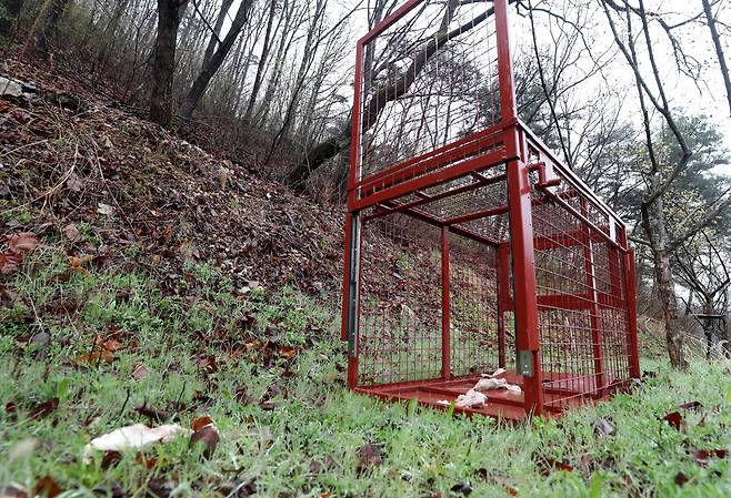 11일 탈출한 늑대 ‘늑구’를 포획하기 위해 설치된 포획틀의 모습. 내부 미끼에는 위치 추적을 위한 GPS 장치가 부착돼 있다. /신현종 기자