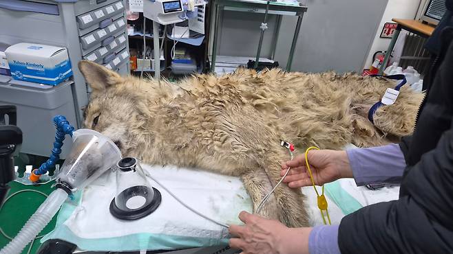 17일 포획된 한국 늑대 ‘늑구’가 마취 상태에서 진료를 받고 있다. 검사 과정에서 위에서 길이 2.6㎝의 낚싯바늘이 발견돼 인근 2차 의료기관으로 옮겨져 제거 시술을 받았다. /대전시 제공