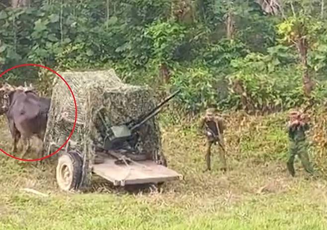 소(빨간 원)가 끄는 수레에 대공포를 싣고 훈련을 하는 장면. /사이버쿠바