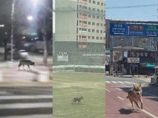 늑대탈출 관련 허위 신고 사진. 대전시 제공